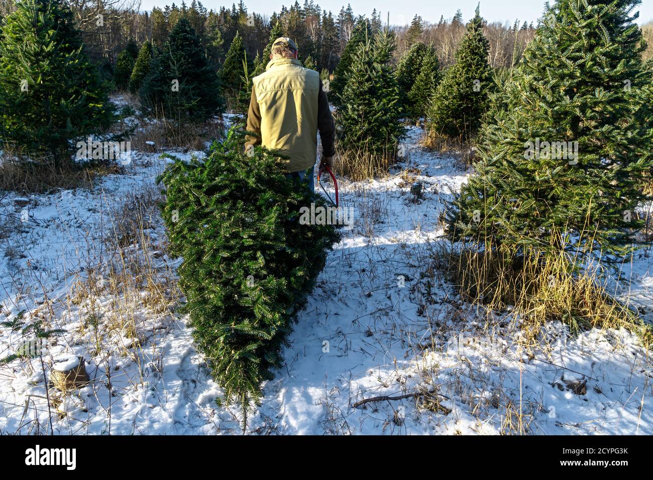 Man hauling away a freshly cut balsam fir tree at a Christmas tree farm