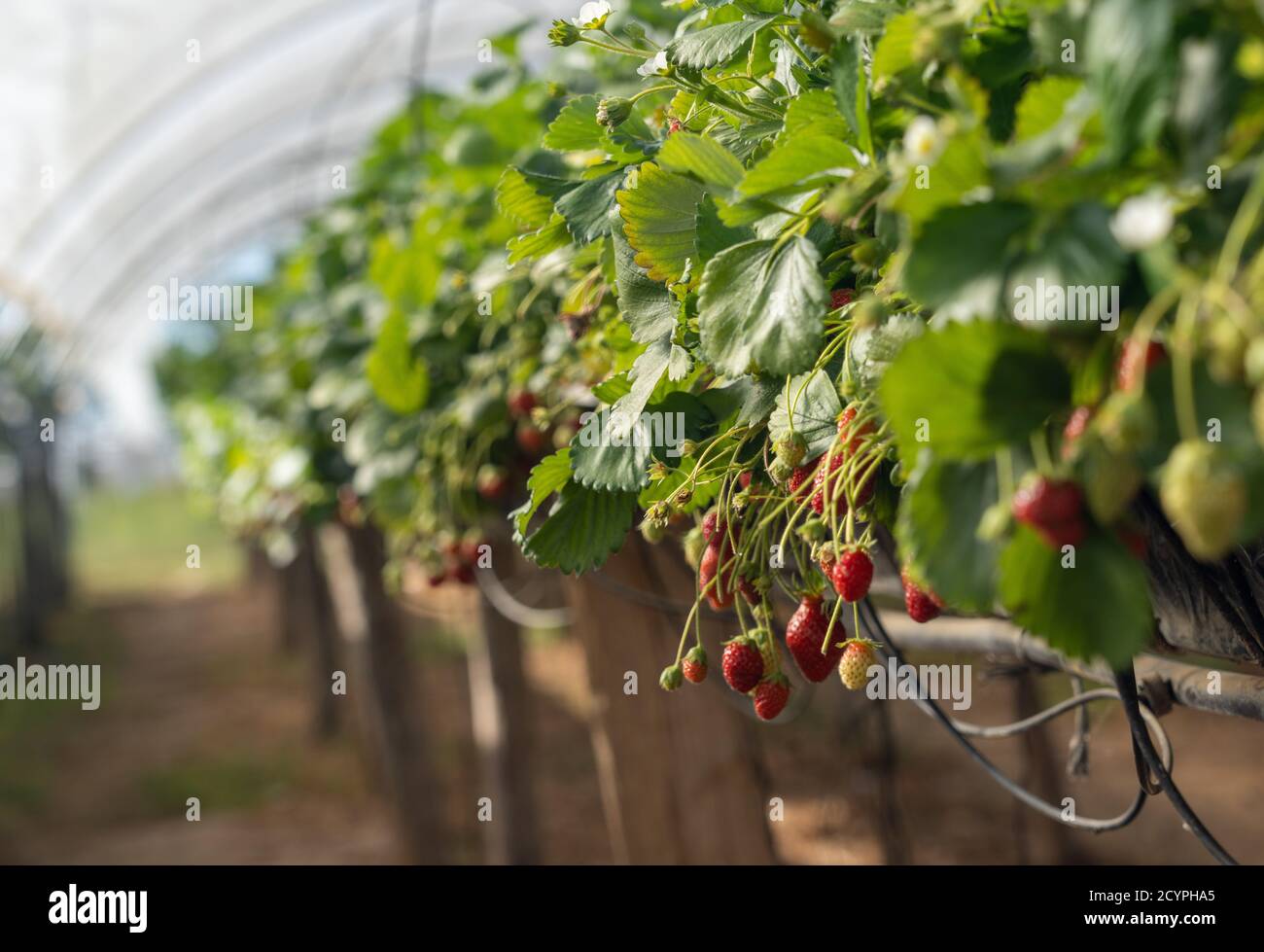 Ripe red strawberries in greenhouses Stock Photo
