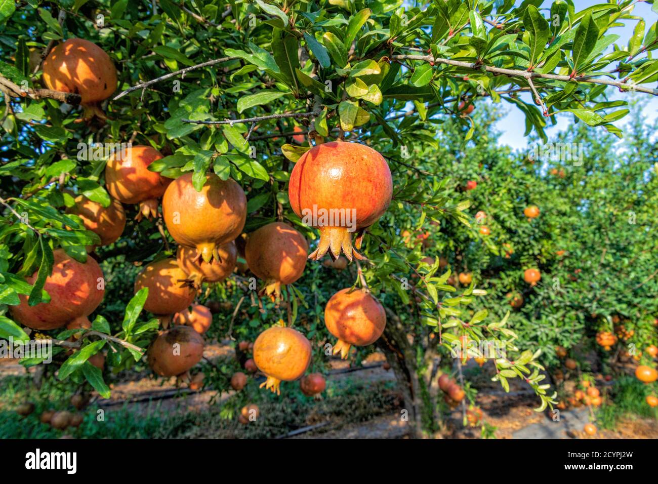 Ripening fruits of a pomegranate tree close up on a background of green