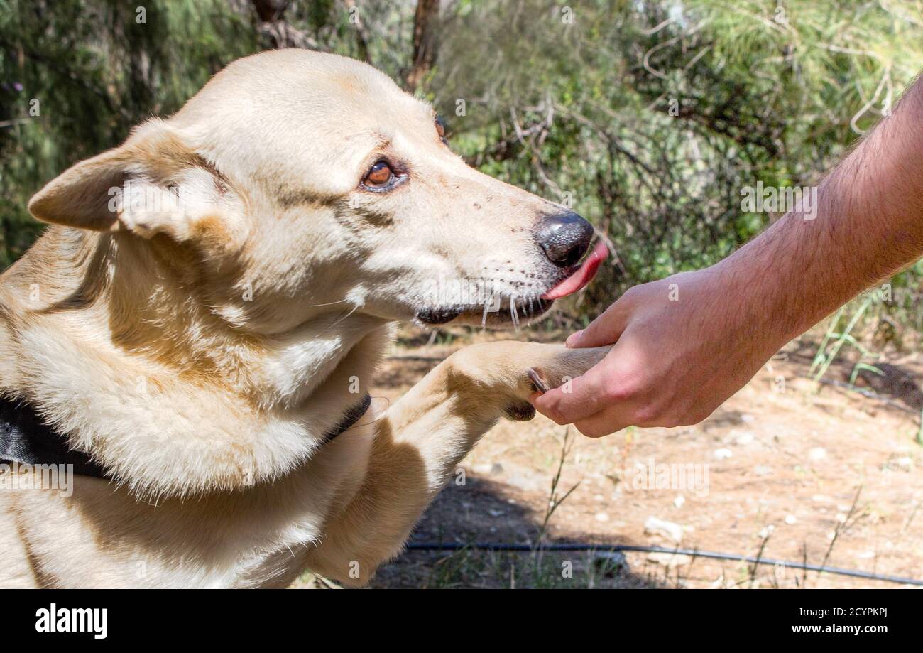 Dog giving paw to its friend Stock Photo Alamy