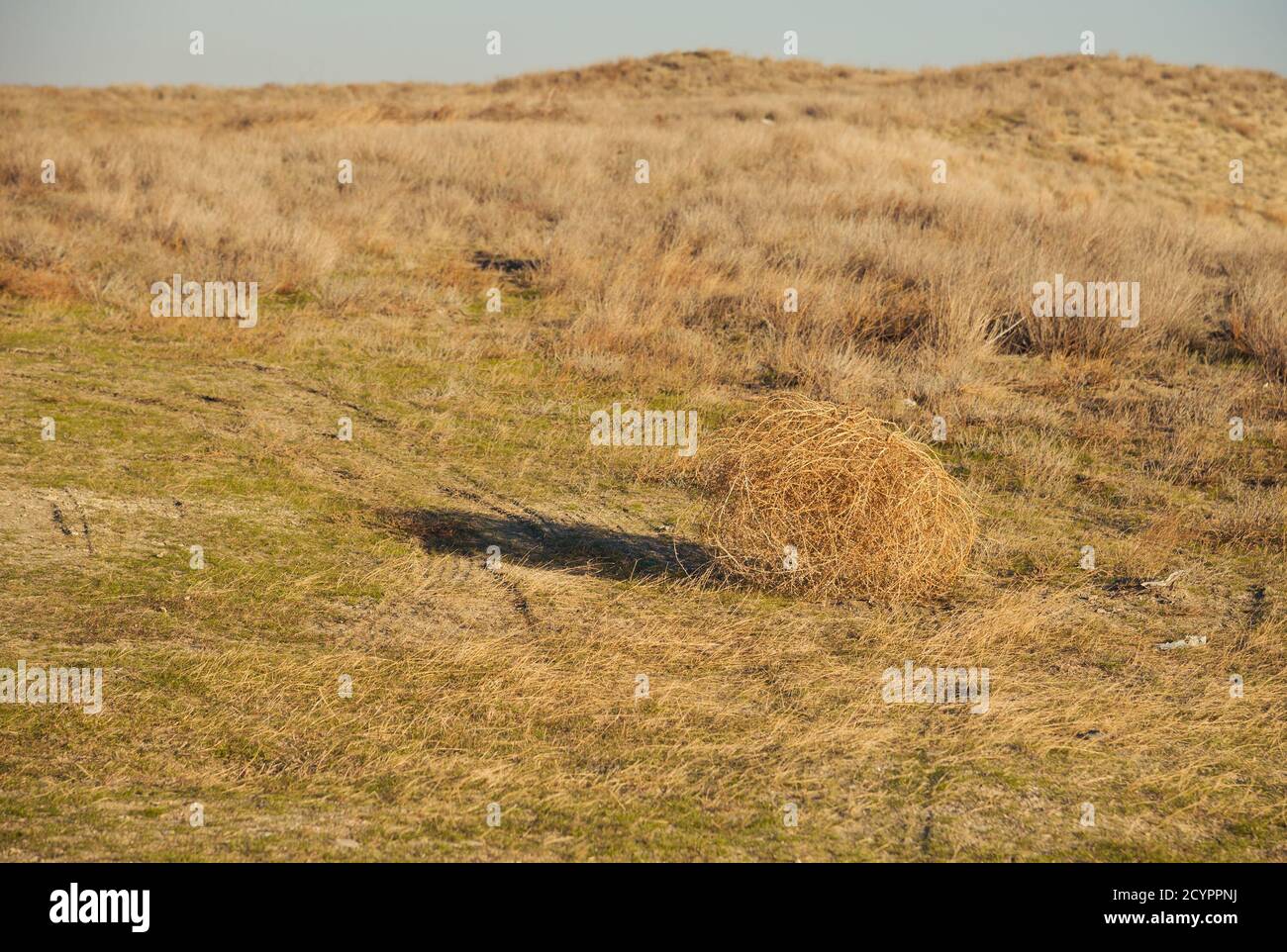 Tumbleweed Stock Photo