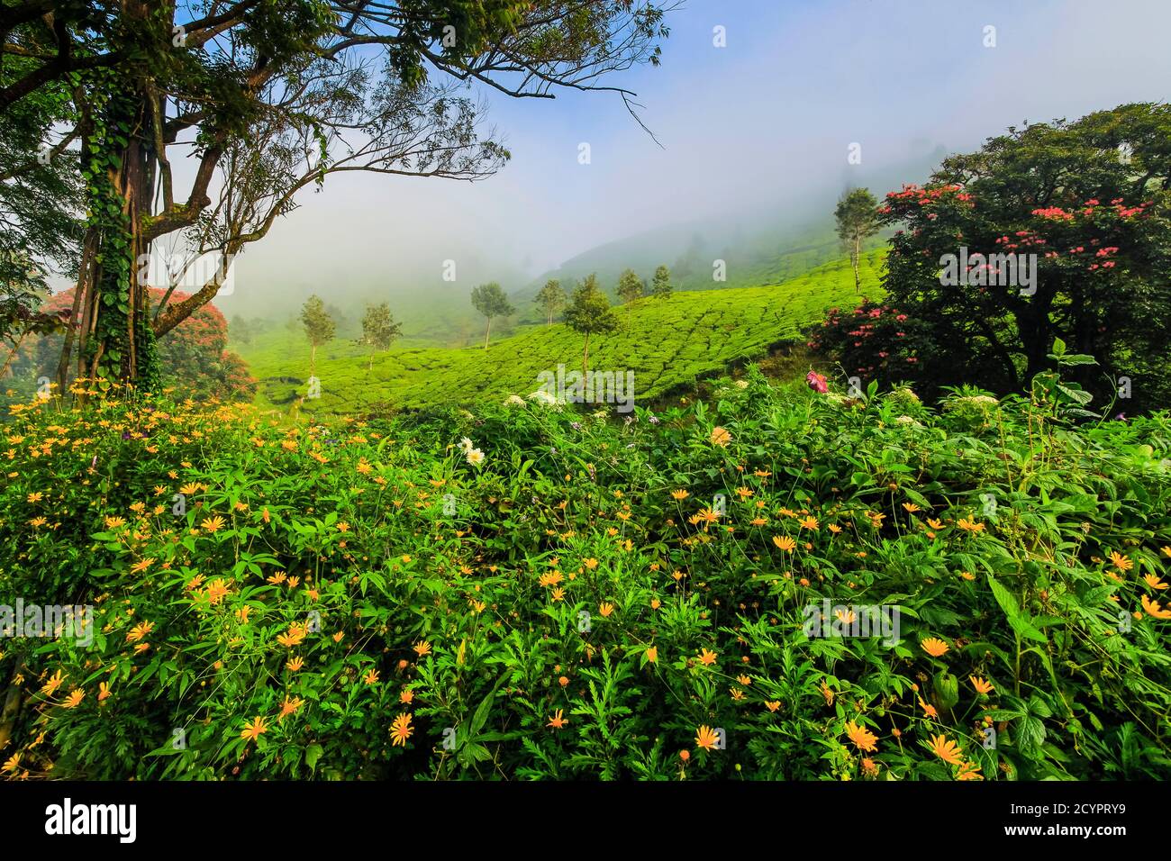 Mist & flowers at dawn at the Lakshmi tea estate in the Kannan Devan Hills west of Munnar, the