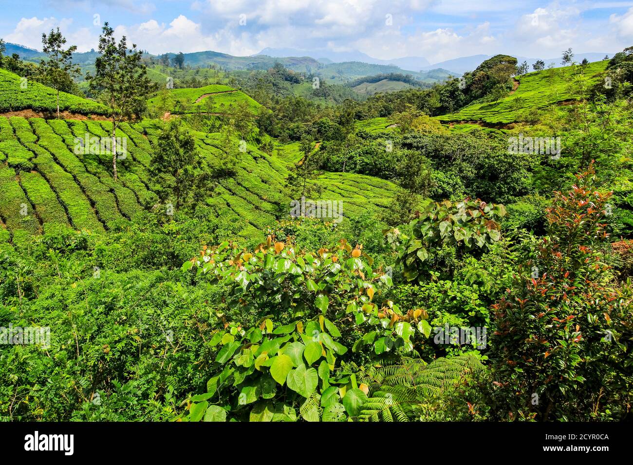 Tea bush covered slopes at Lakshmi tea estate in the Kannan Devan Hills west of Munnar, the