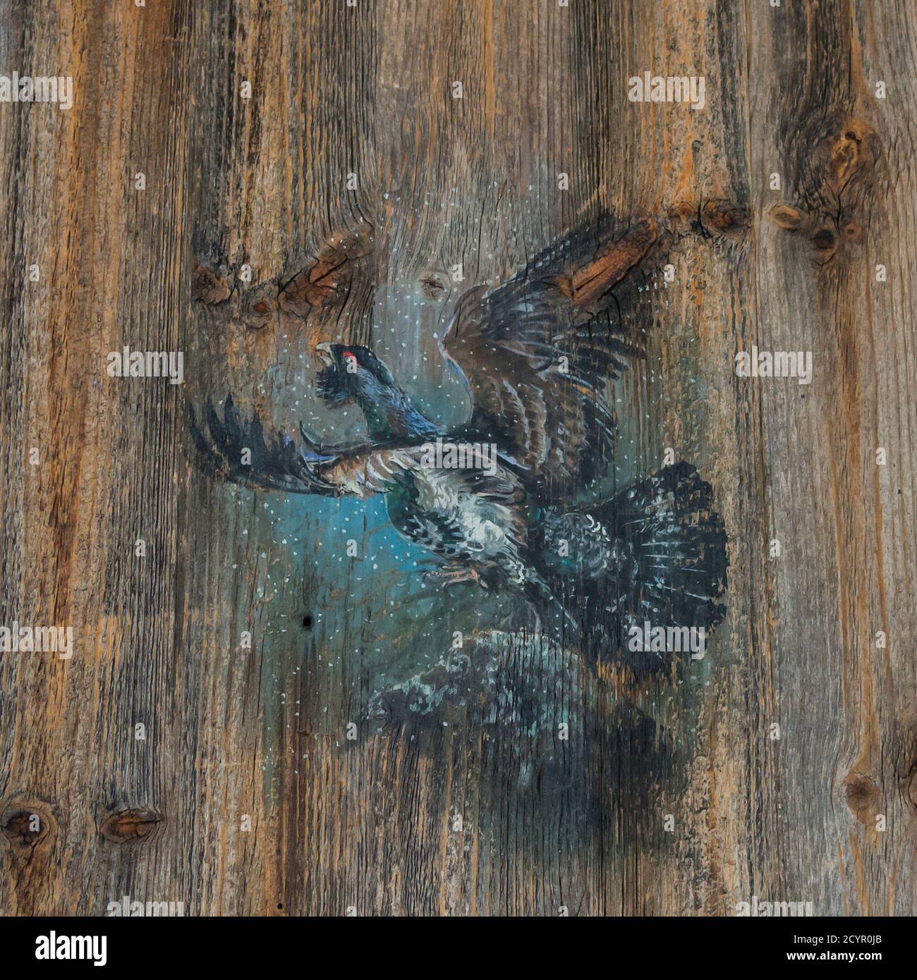 Woodgrouse portrait on a wooden picture Stock Photo Alamy