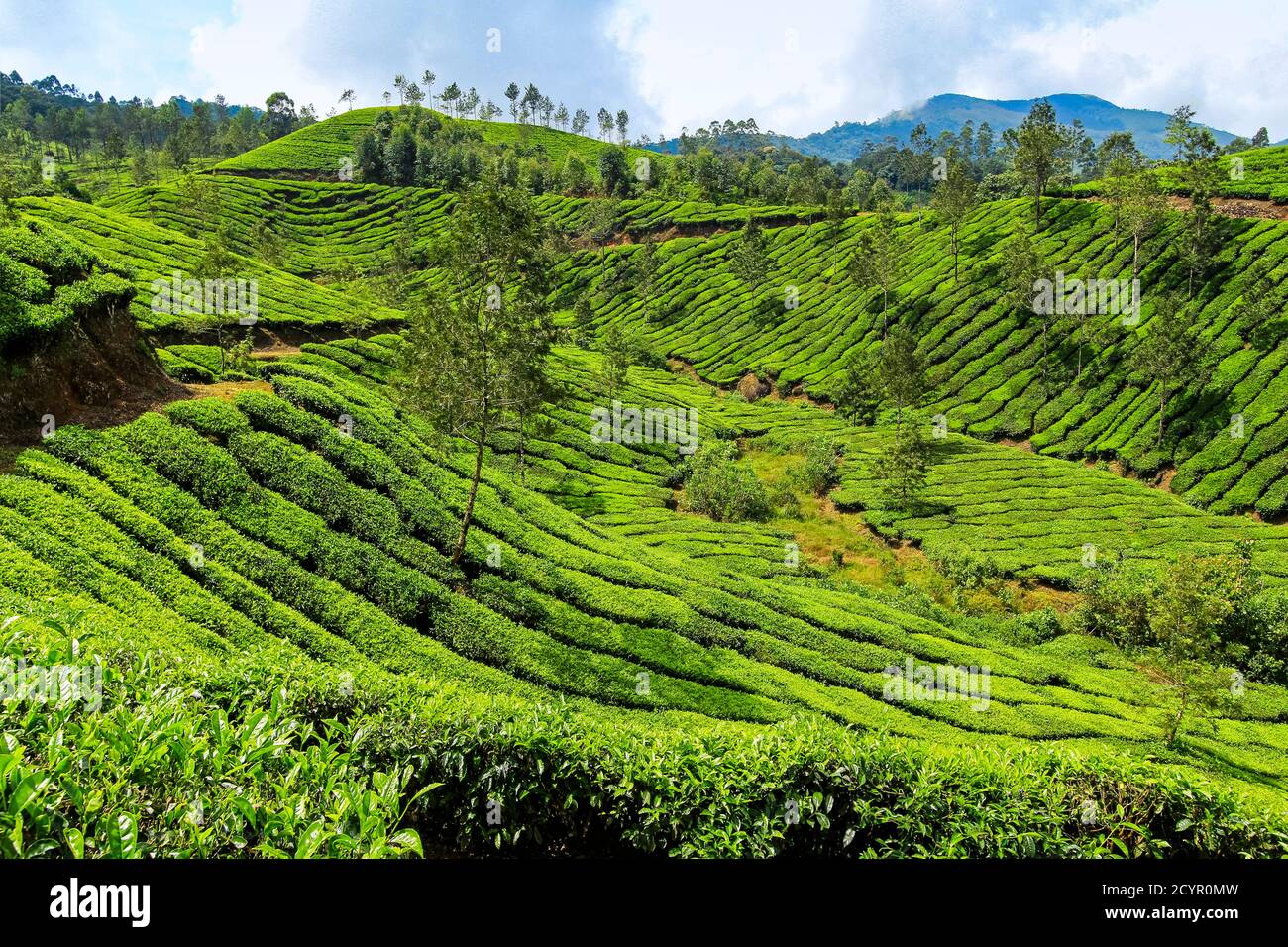 Tea bush covered slopes at Lakshmi tea estate in the Kannan Devan Hills west of Munnar, the