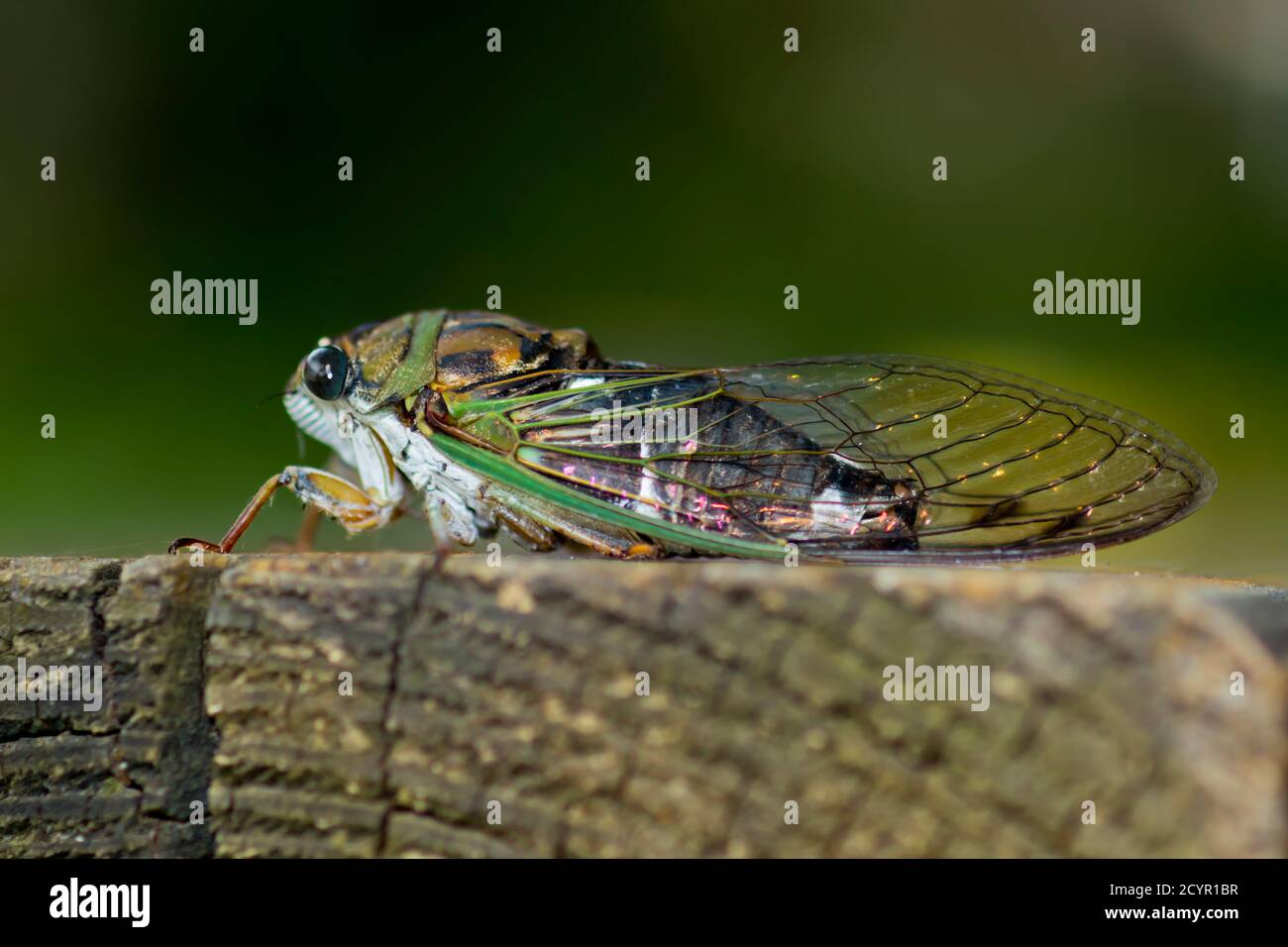 Cadia Insect Cicada side view hi-res stock photography and images - Alamy