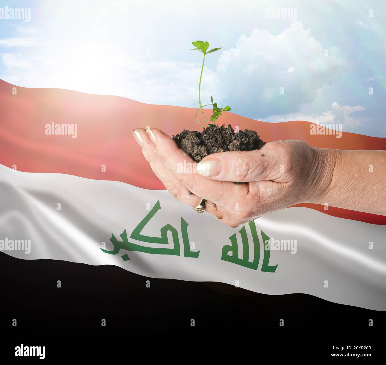 Iraq growth and new beginning. Green renewable energy and ecology concept. Hand holding young plant. Stock Photo
