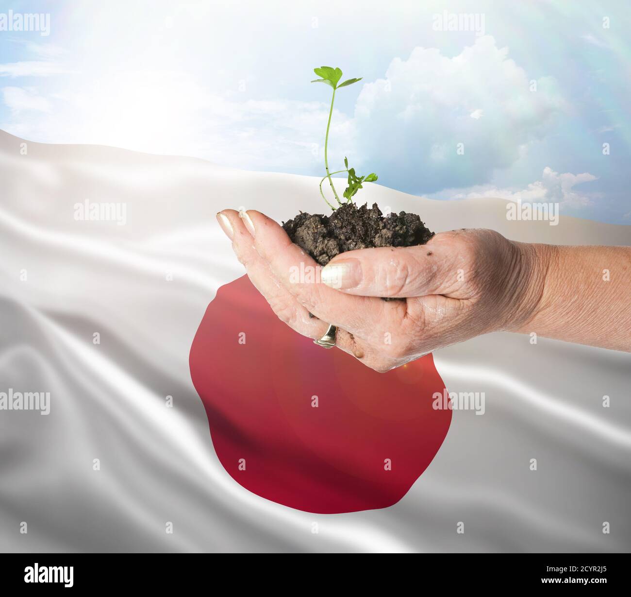 Japan growth and new beginning. Green renewable energy and ecology concept. Hand holding young plant. Stock Photo