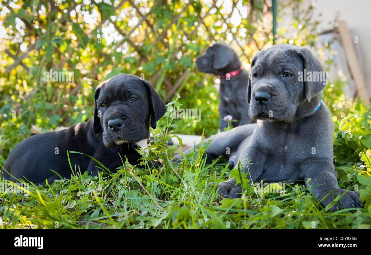 two Gray and black Great Dane dogs puppies outdoor Stock Photo