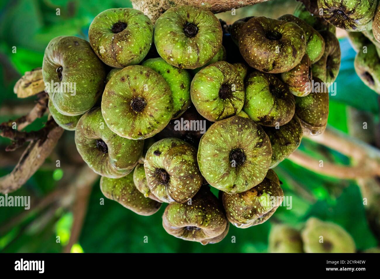 Roxburgh fig (Ficus auriculata) aka 'Elephant Ear fig' due to it's large leaves, Lakshmi Hills; Lakshmi, Munnar, Kerala, India Stock Photo