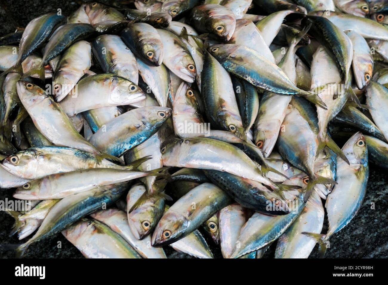 Indian mackerel (Rastrelliger kanagurta) from the Arabian Ocean for sale on Main road in this Wayanad district town; Kalpetta, Wayanad, Kerala, India Stock Photo