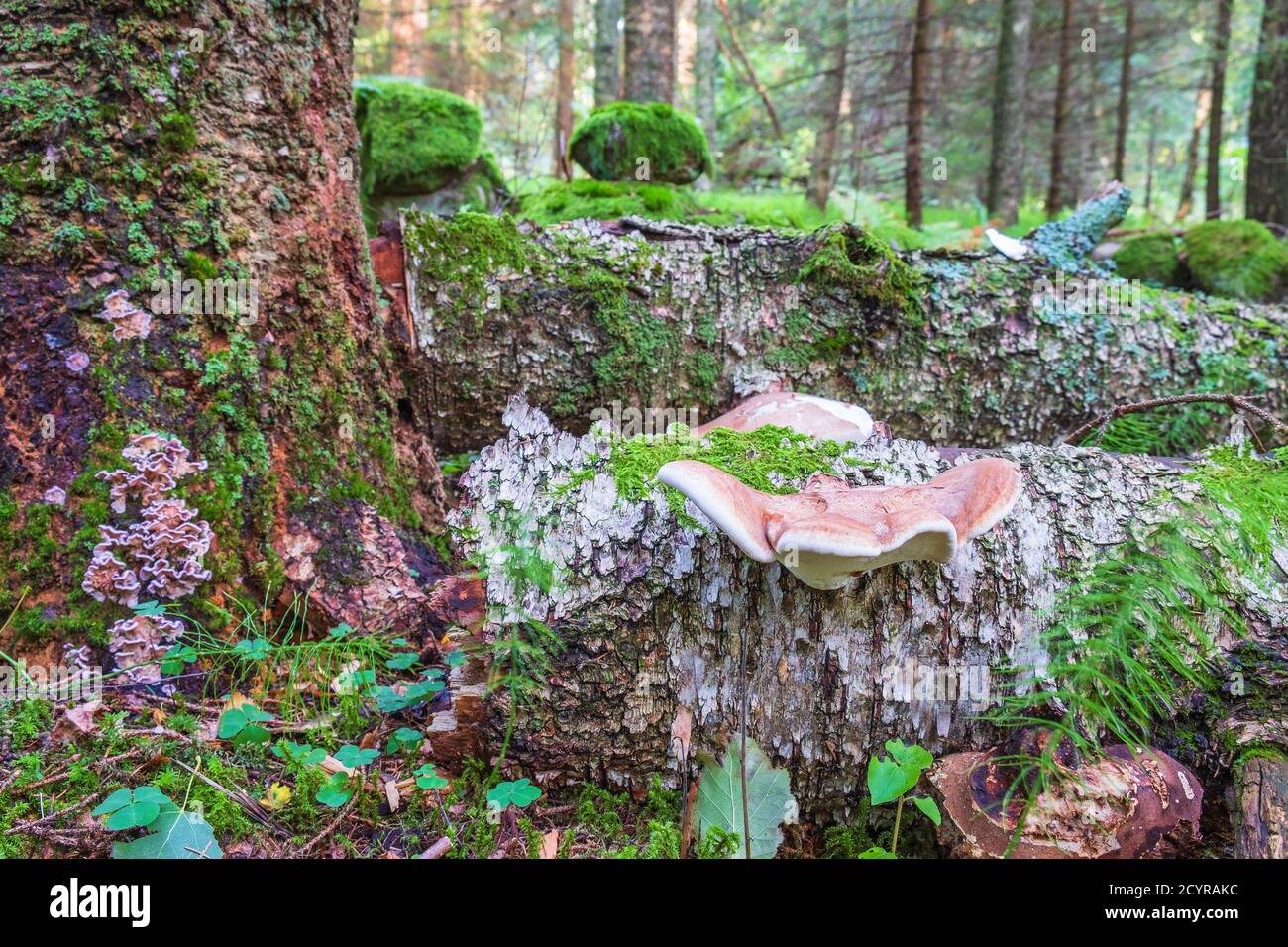 Birch polypore on a fallen tree in the forest Stock Photo