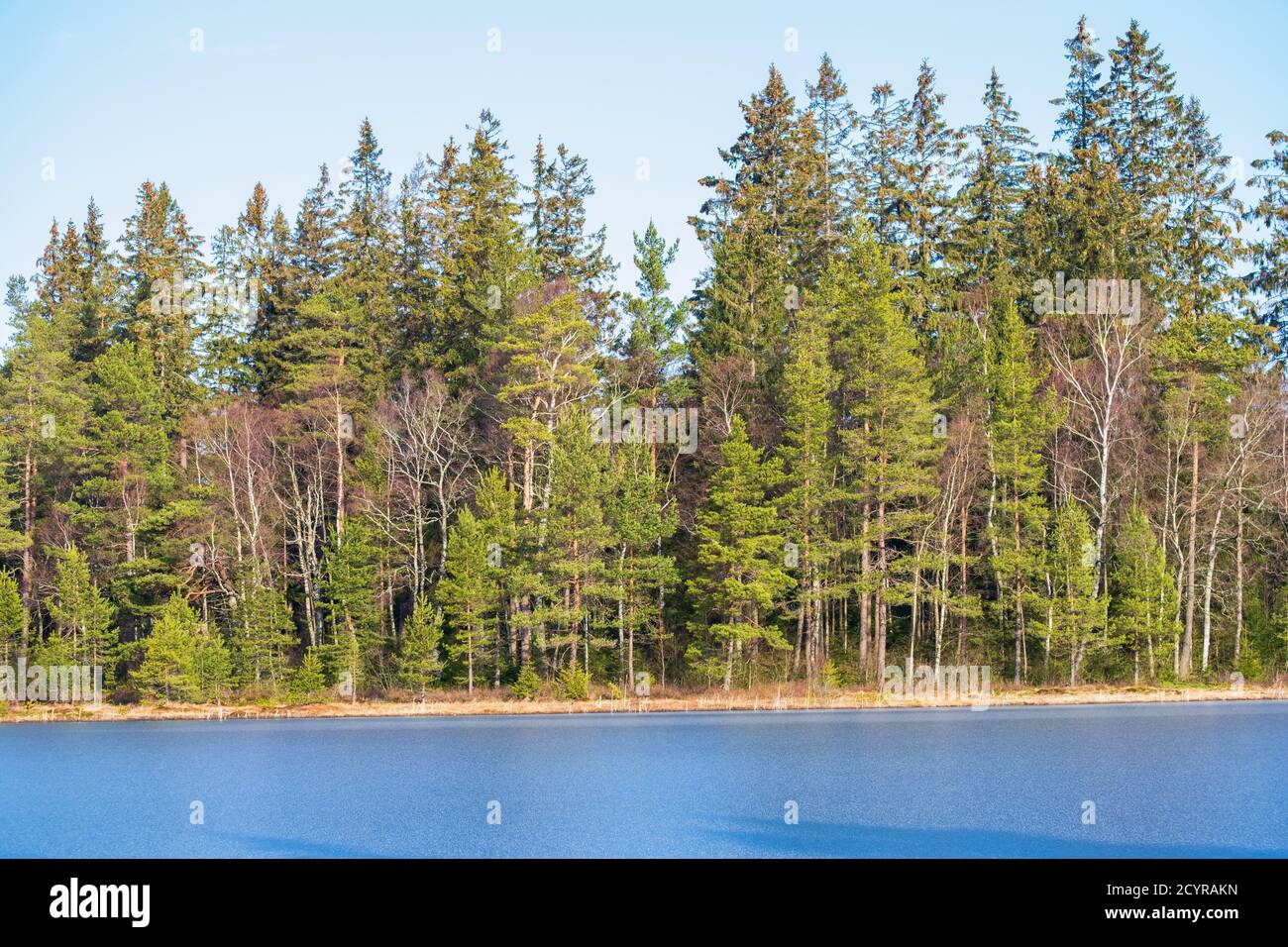 Frozen forest lake pine hi-res stock photography and images - Alamy