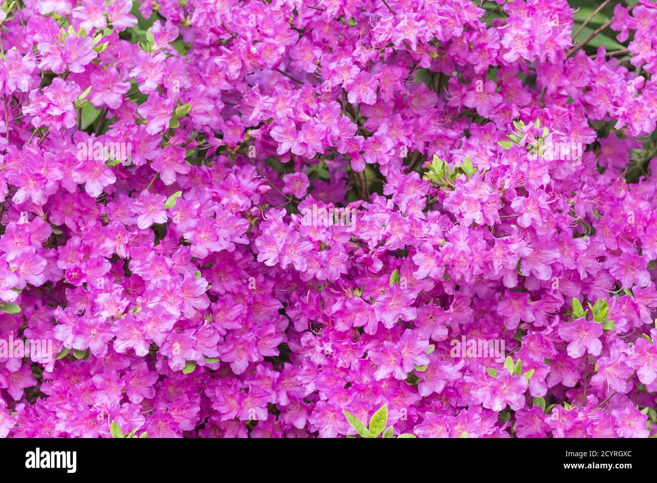 blooming rhododendron in the botanical garden in spring Stock Photo - Alamy