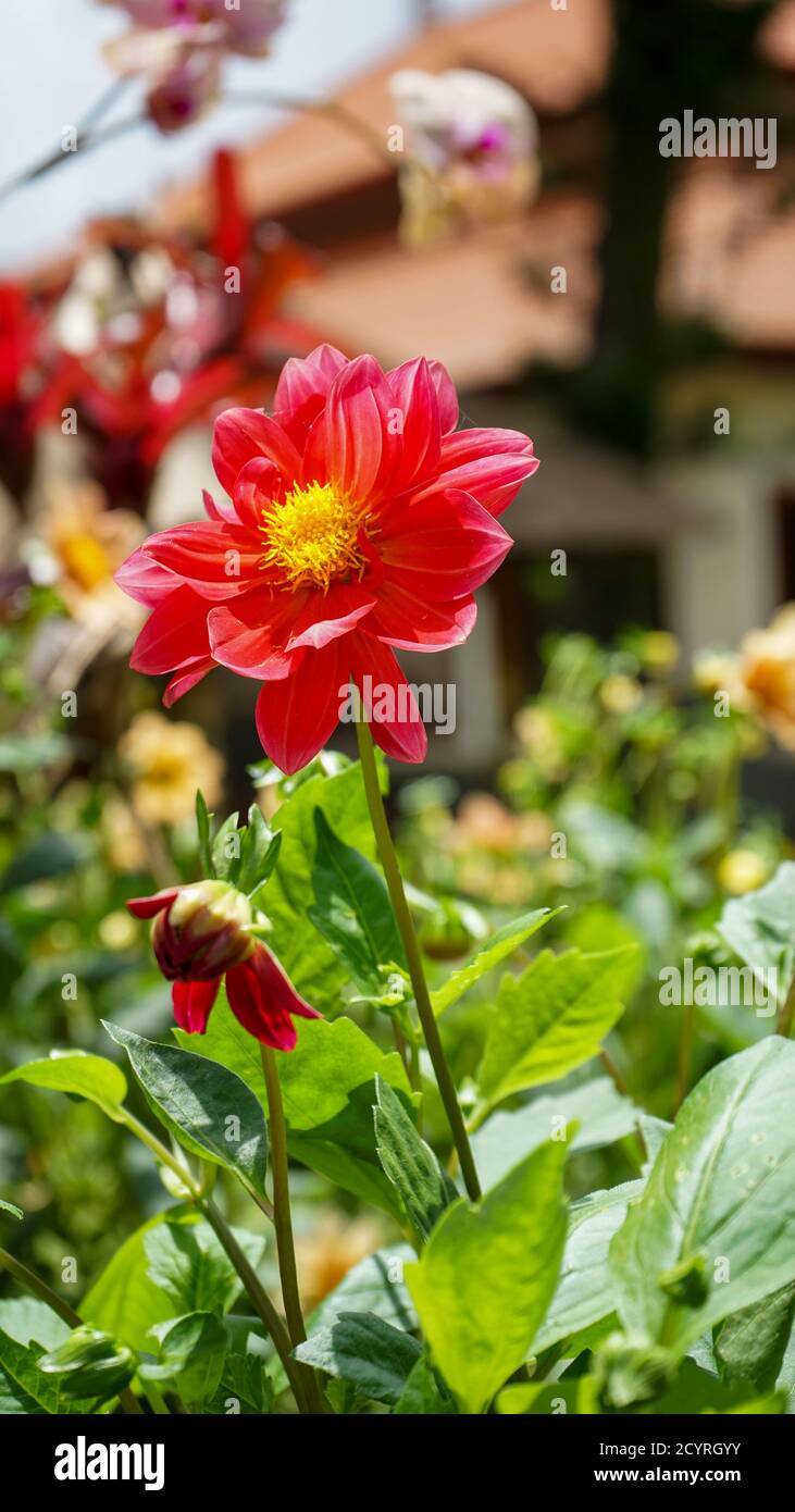 View of flowers in a flower garden in the morning Stock Photo