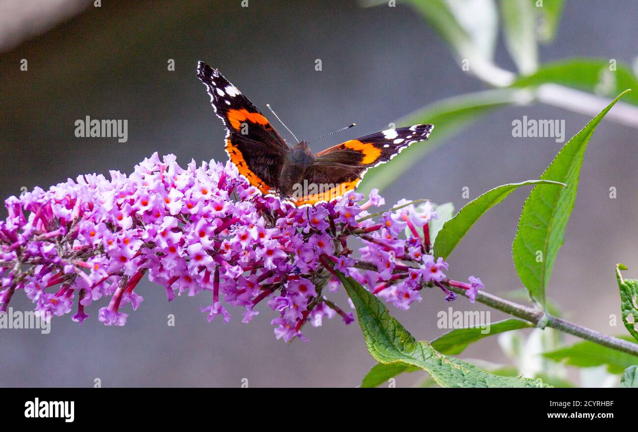 Red Admiral butterfly feeding on Buddleia davidii flowers Stock Photo