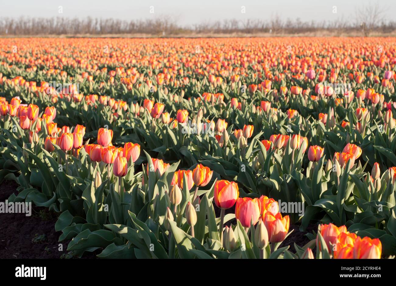 Field of red tulips. Growing tulip flowers in spring. Red tulip fields. Agriculture. Stock Photo