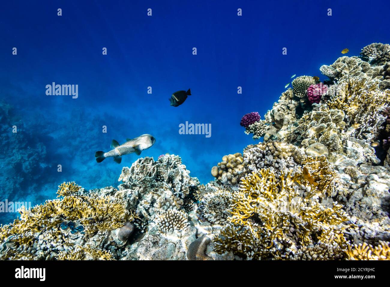 Colorful coral reef underwater in Red Sea, Sharm El Sheikh, Egypt Stock ...