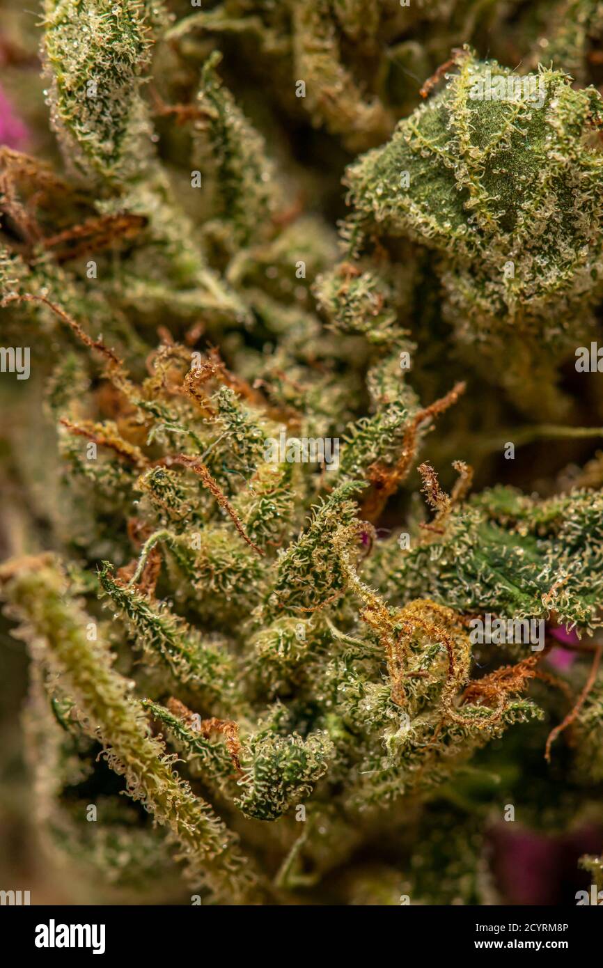 Crystals on marijuana leaf Stock Photo