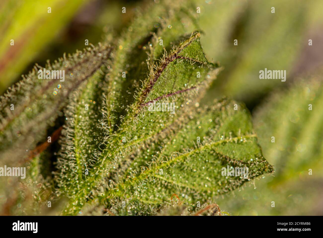 Crystals on cannabis leaf Stock Photo