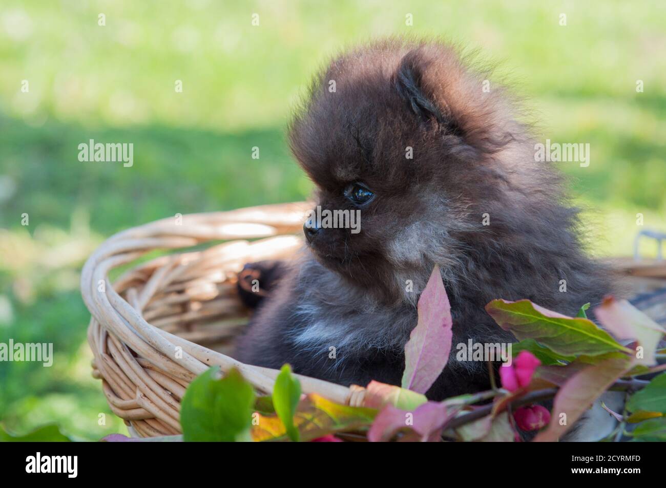 TOP 10 BEST Pet Photography in Milwaukee, WI - Updated 2026 - Yelp, image size:1300x953