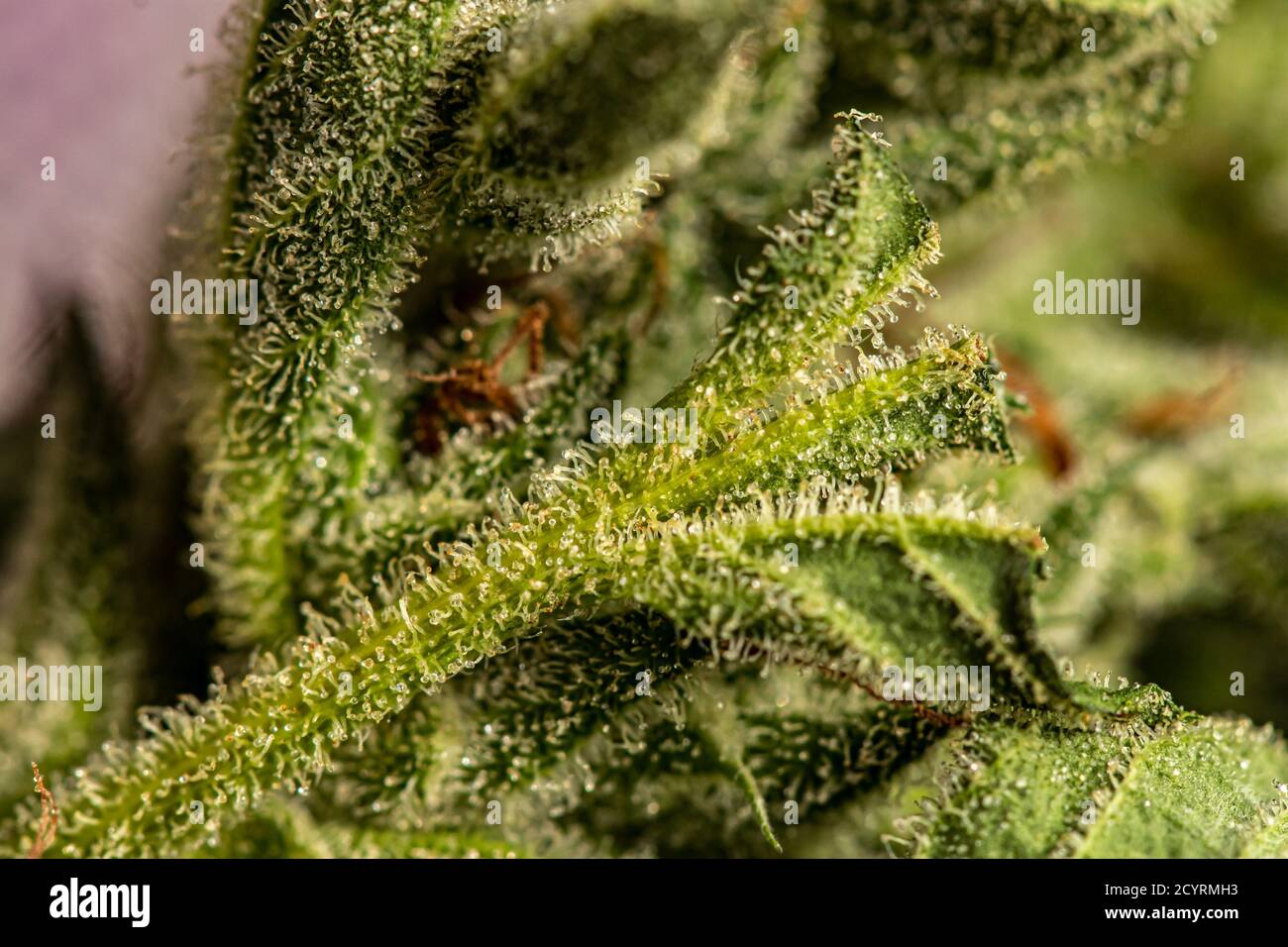 Thc Crystals High Resolution Stock Photography and Images Alamy