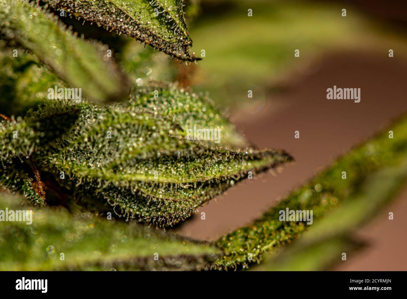 Crystals on cannabis leaf Stock Photo