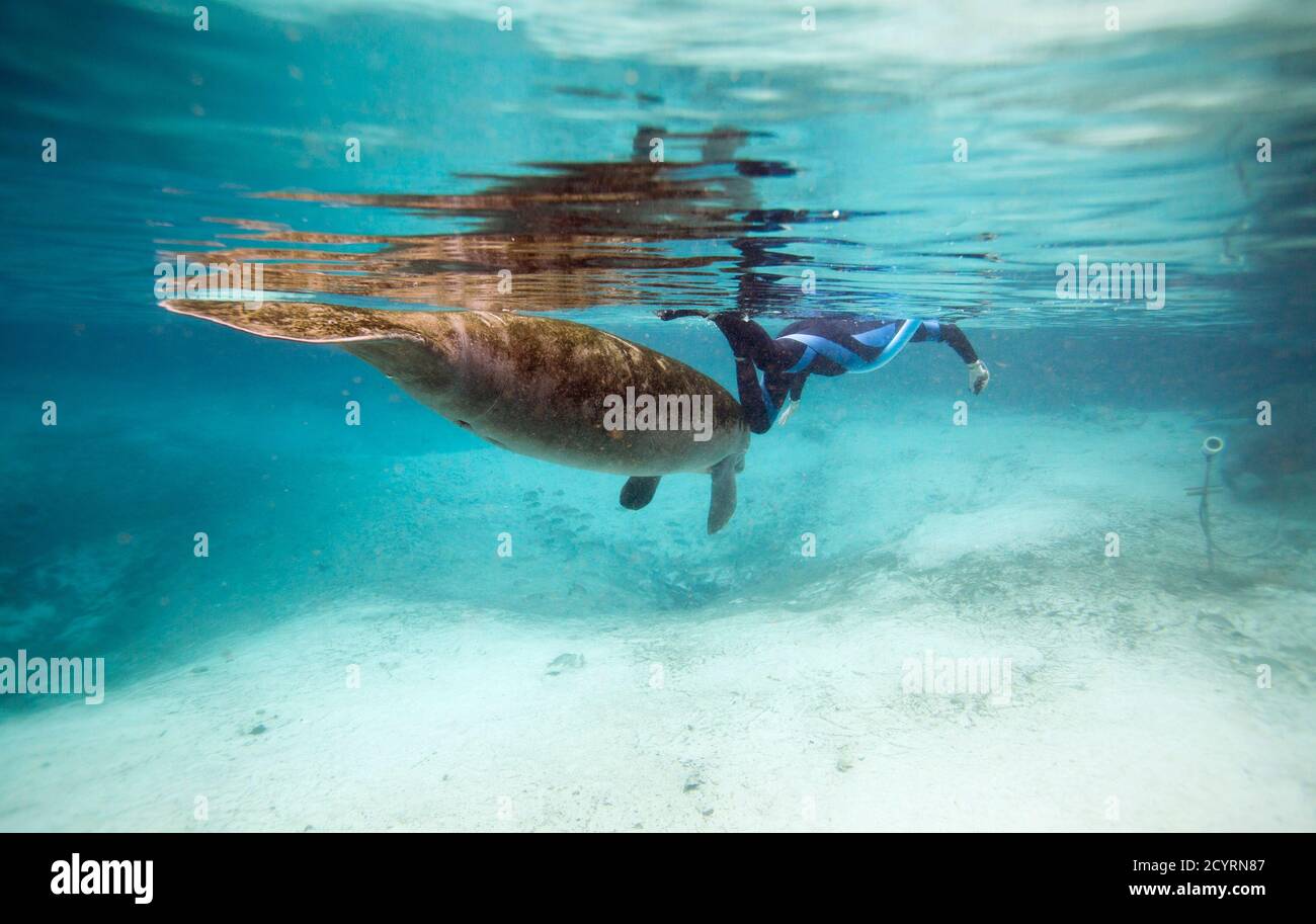 A Florida manatee swims by a snorkeler inside of Three Sisters Springs in  Crystal River, Florida January 15, 2015. On winter days, Florida manatees  flock by the hundreds to the balmy waters