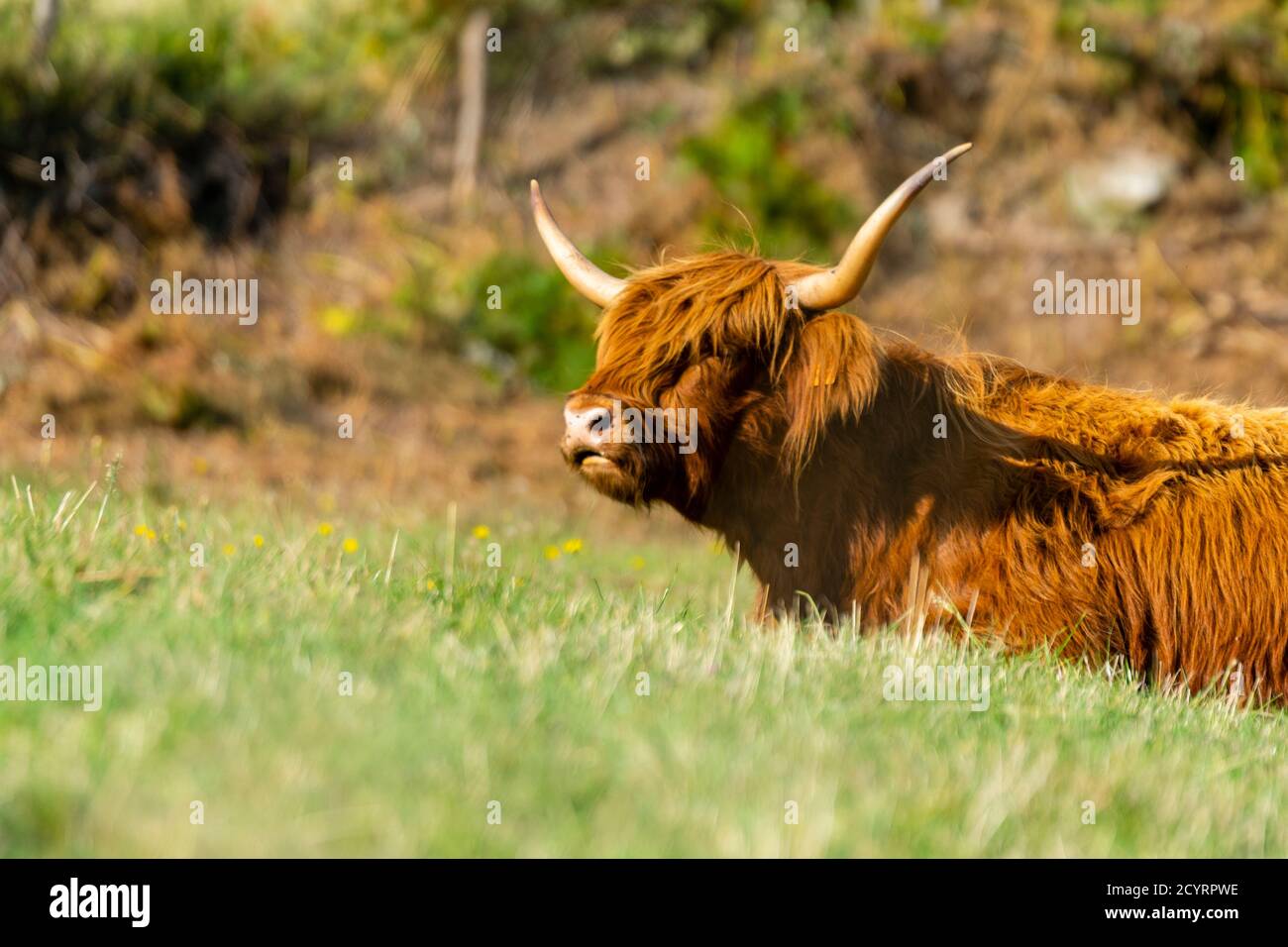 portrait of highland cow in pasture Stock Photo - Alamy