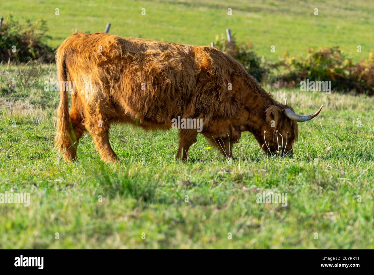 portrait of highland cow in pasture Stock Photo - Alamy