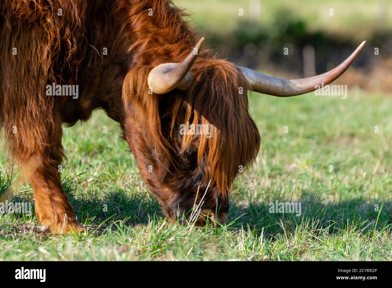 portrait of highland cow in pasture Stock Photo - Alamy