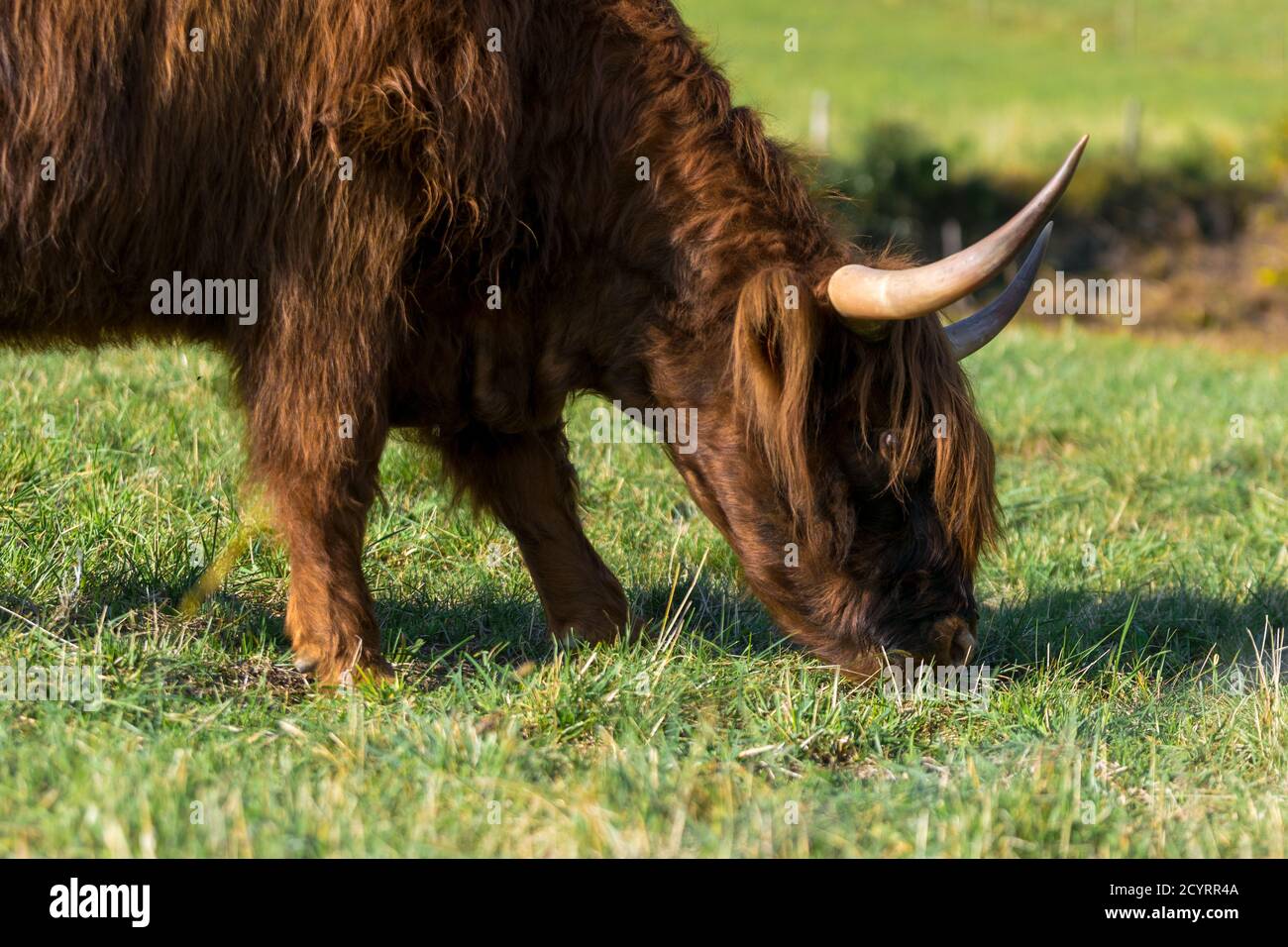 portrait of highland cow in pasture Stock Photo - Alamy
