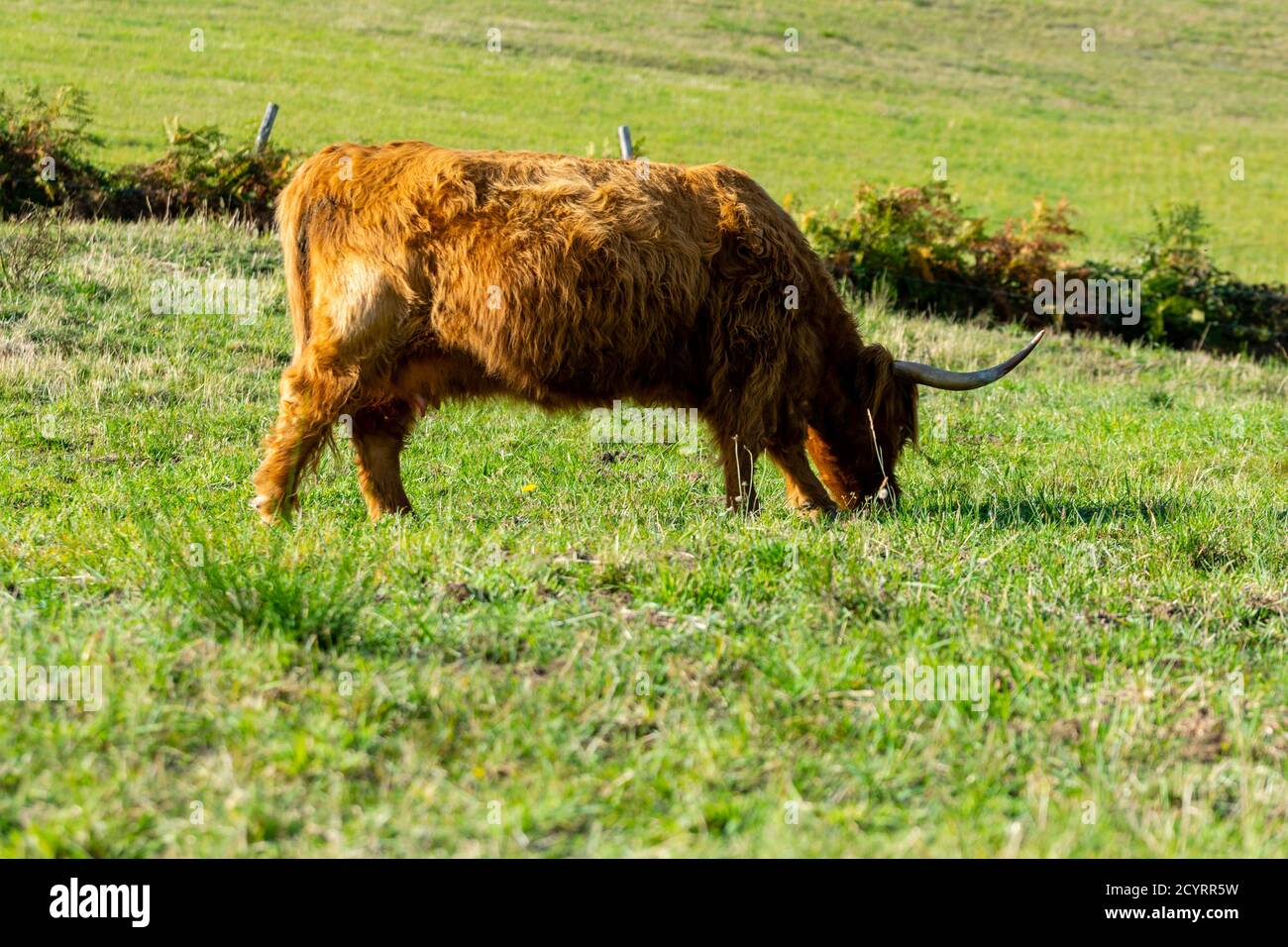 portrait of highland cow in pasture Stock Photo - Alamy