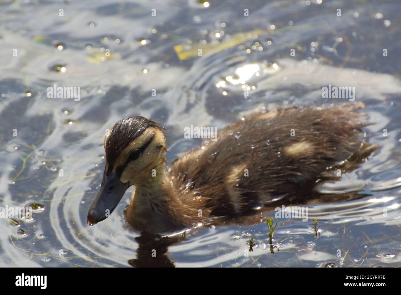 Yellow and brown mallard duckling swimming on a river Stock Photo