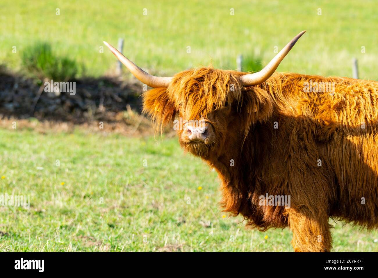portrait of highland cow in pasture Stock Photo - Alamy