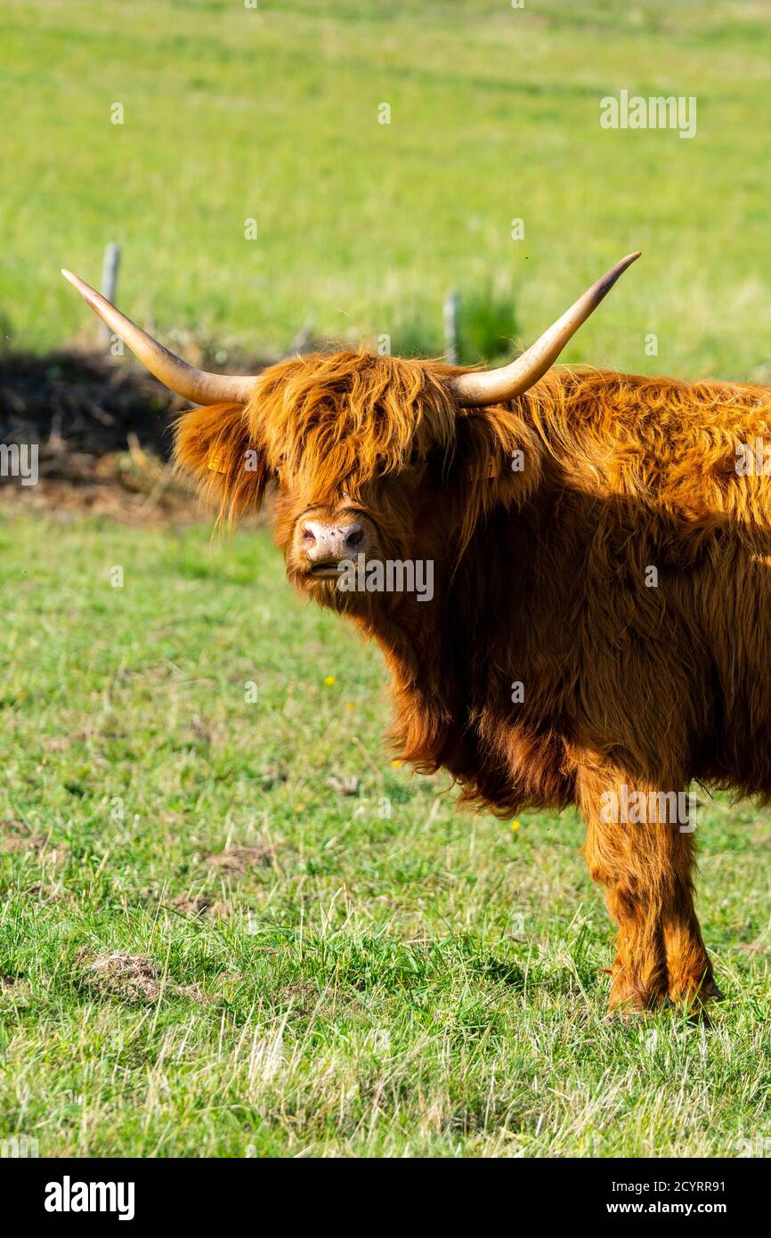 portrait of highland cow in pasture Stock Photo - Alamy