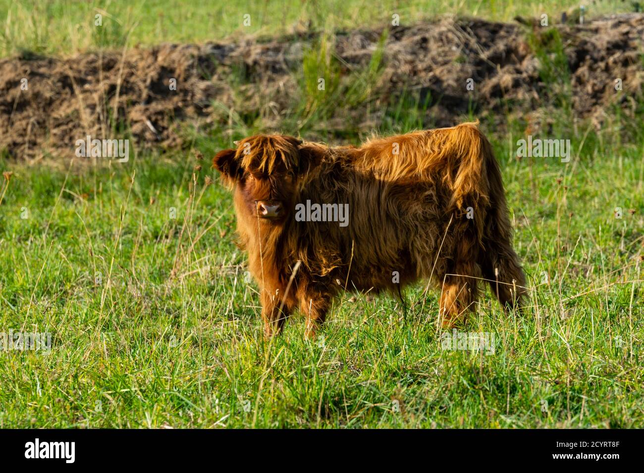 portrait of highland cow in pasture Stock Photo - Alamy
