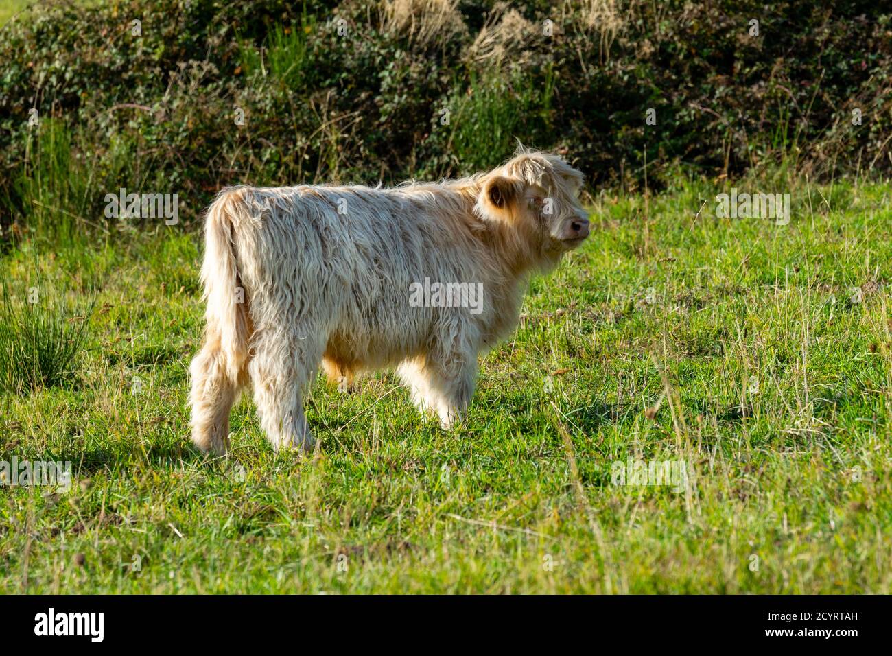 portrait of highland cow in pasture Stock Photo - Alamy