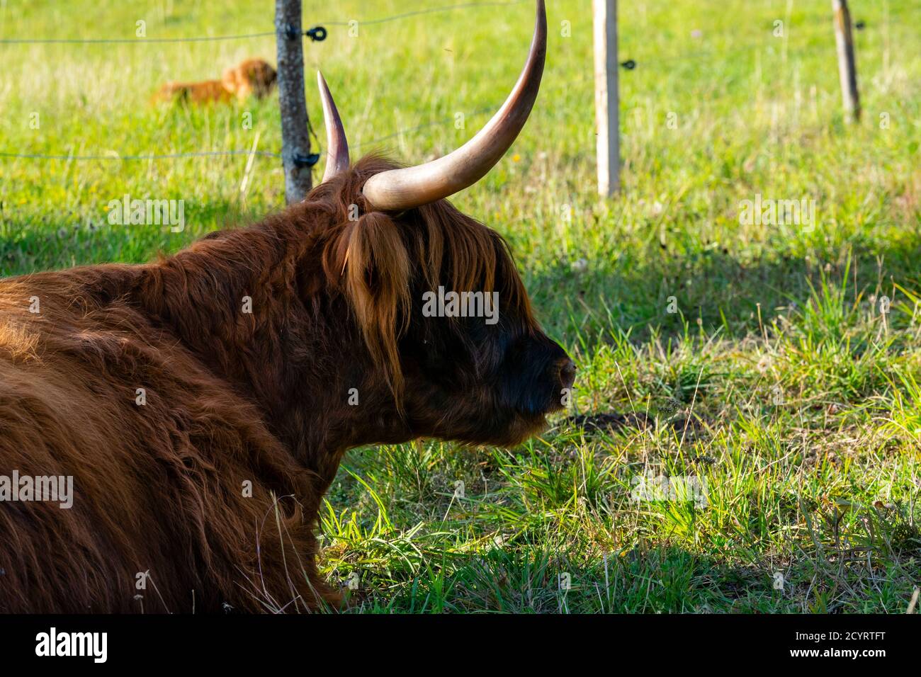 portrait of highland cow in pasture Stock Photo - Alamy