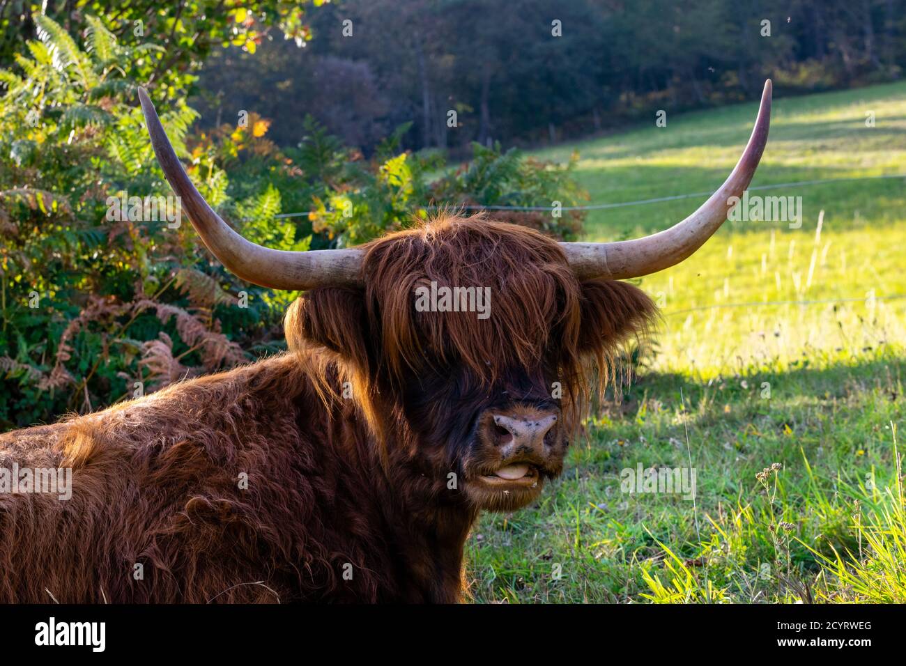 portrait of highland cow in pasture Stock Photo - Alamy