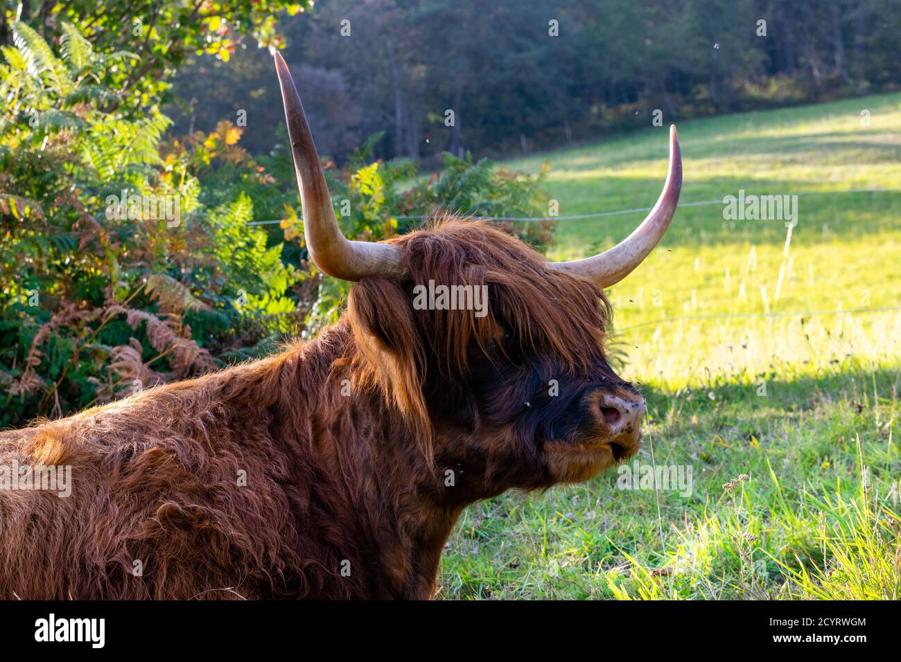 portrait of highland cow in pasture Stock Photo - Alamy