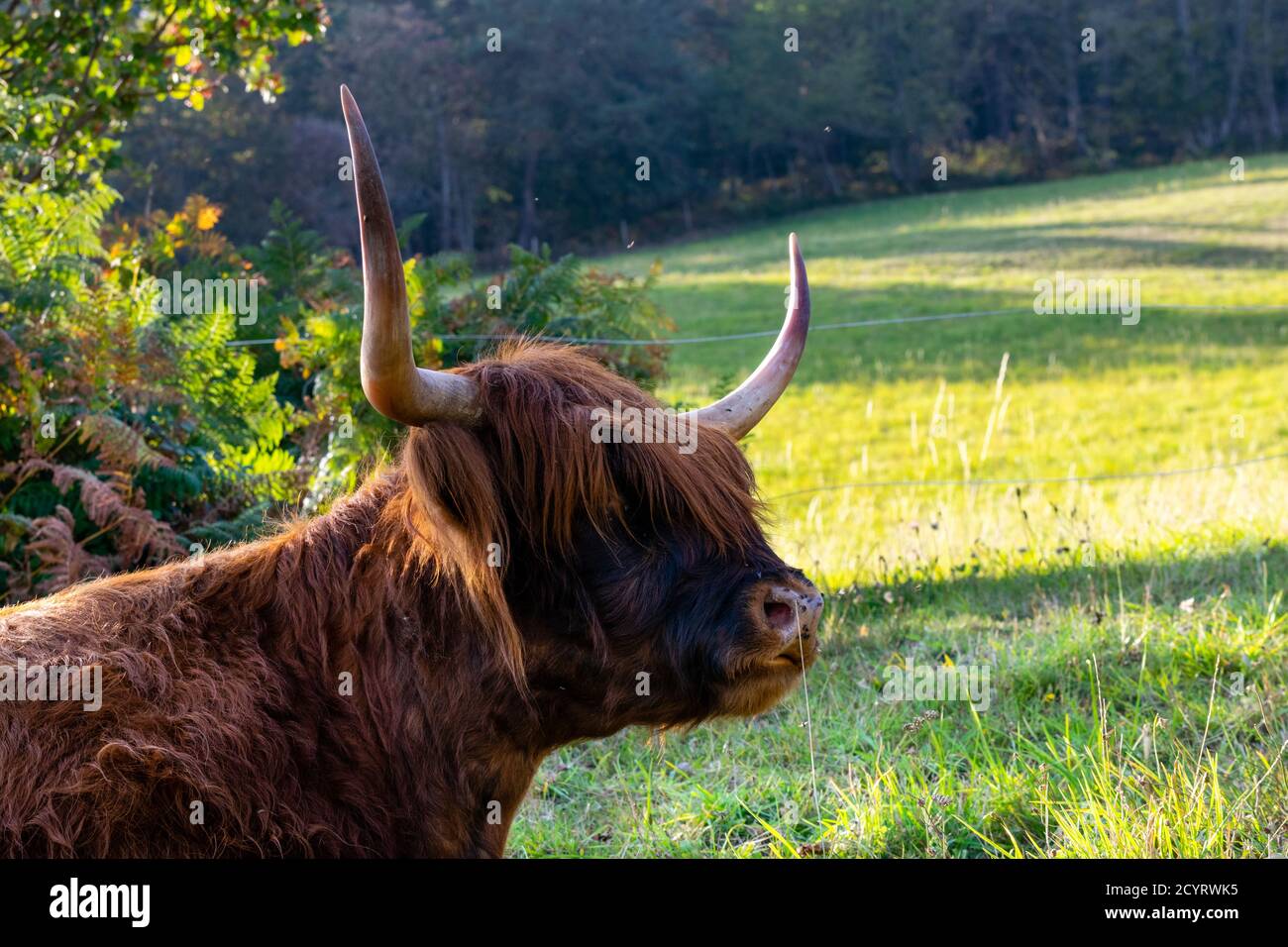 portrait of highland cow in pasture Stock Photo - Alamy