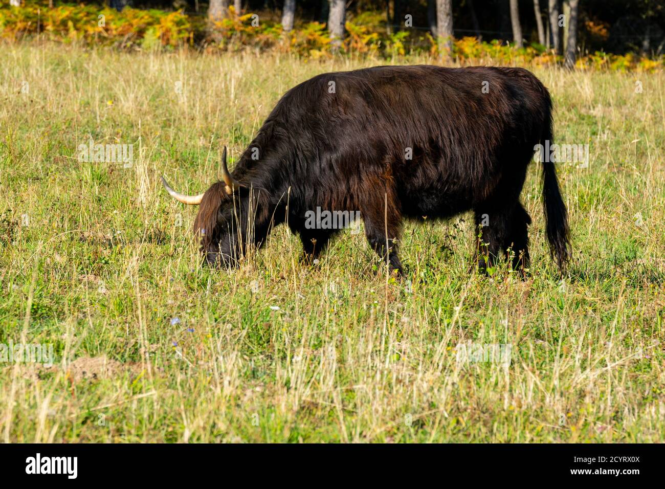 portrait of highland cow in pasture Stock Photo - Alamy