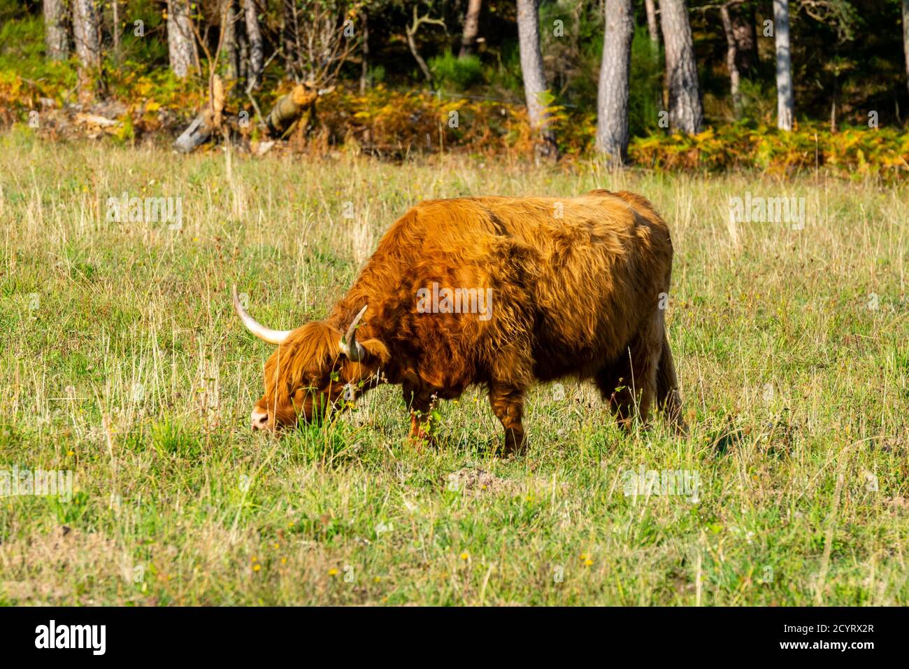 portrait of highland cow in pasture Stock Photo - Alamy