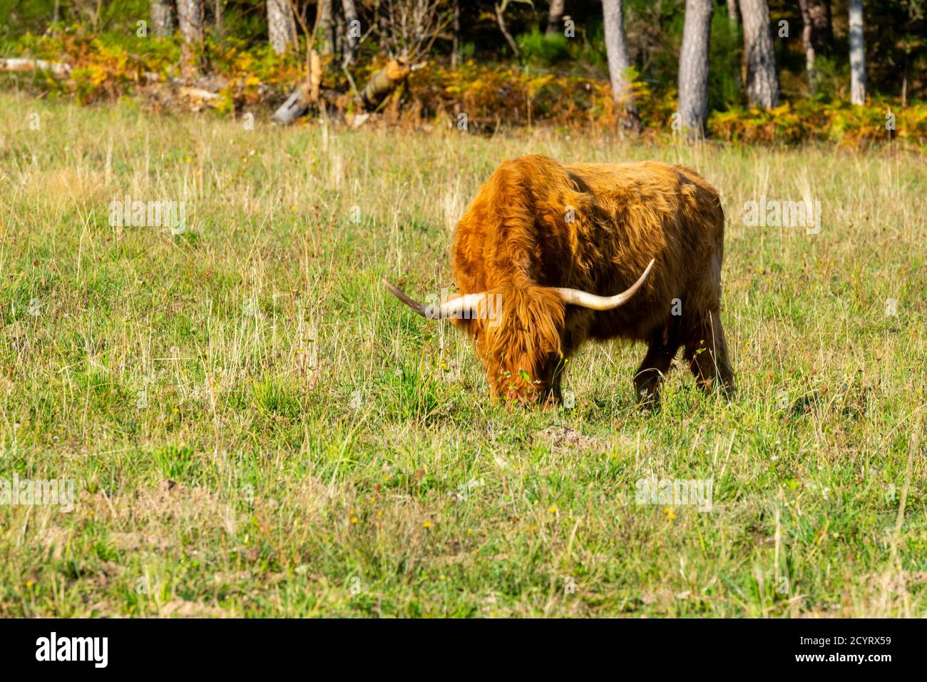 portrait of highland cow in pasture Stock Photo - Alamy