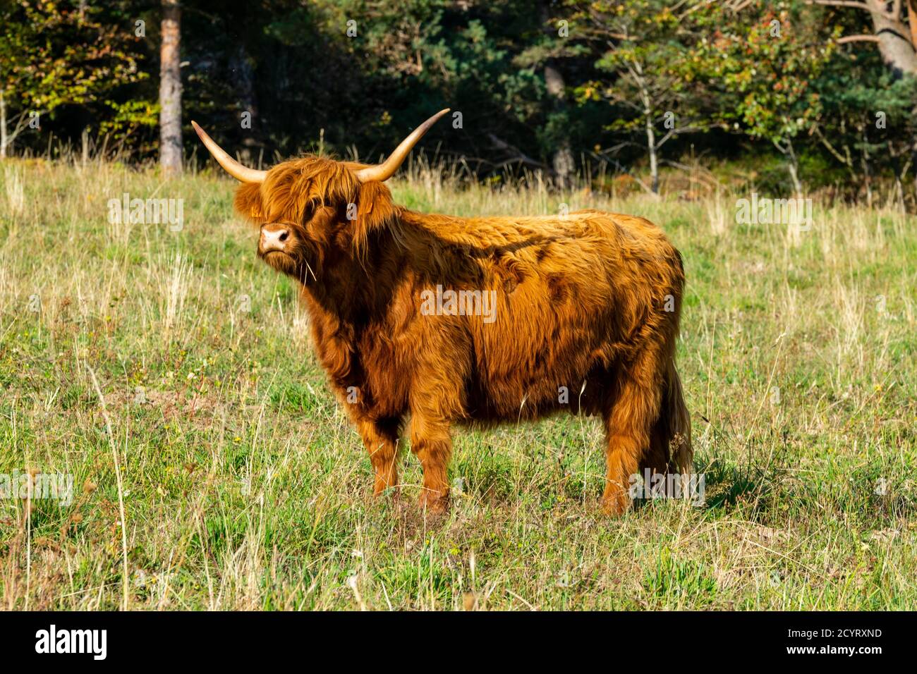 portrait of highland cow in pasture Stock Photo - Alamy