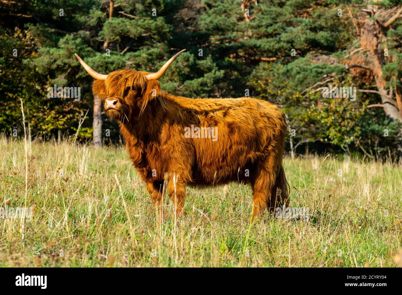 portrait of highland cow in pasture Stock Photo - Alamy