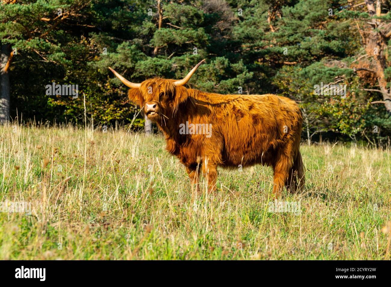 portrait of highland cow in pasture Stock Photo - Alamy