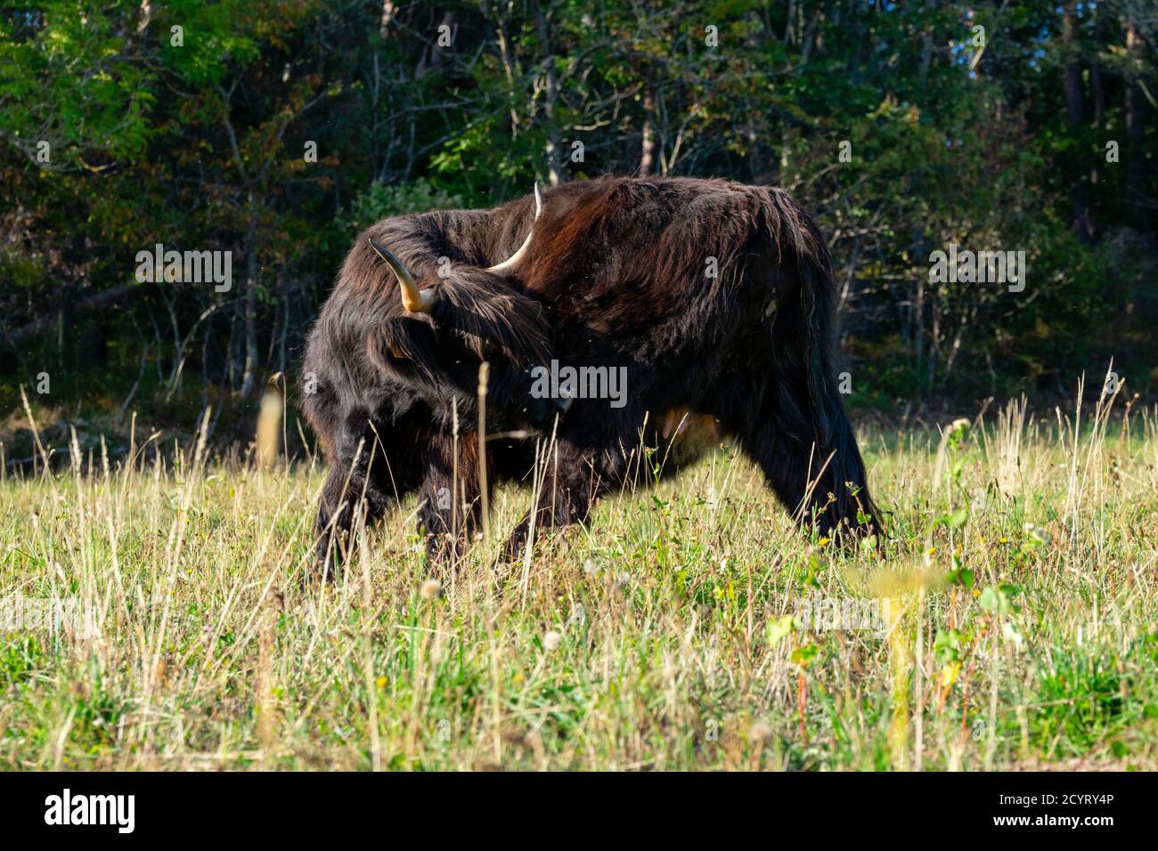 portrait of highland cow in pasture Stock Photo - Alamy