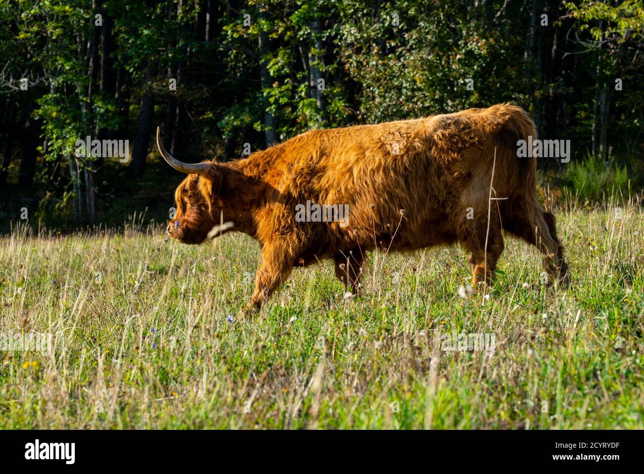 portrait of highland cow in pasture Stock Photo - Alamy